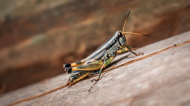 女人正在张家界的深山里生吞蝗虫AG真人app那个涂指甲油的(图3) 女人正在张家界的深山里生吞蝗虫AG真人app那个涂指甲油的(图3)
