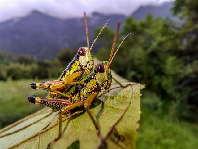 女人正在张家界的深山里生吞蝗虫AG真人app那个涂指甲油的(图2)