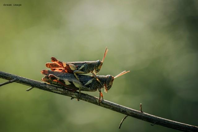女人正在张家界的深山里生吞蝗虫AG真人app那个涂指甲油的(图4) 女人正在张家界的深山里生吞蝗虫AG真人app那个涂指甲油的(图4)